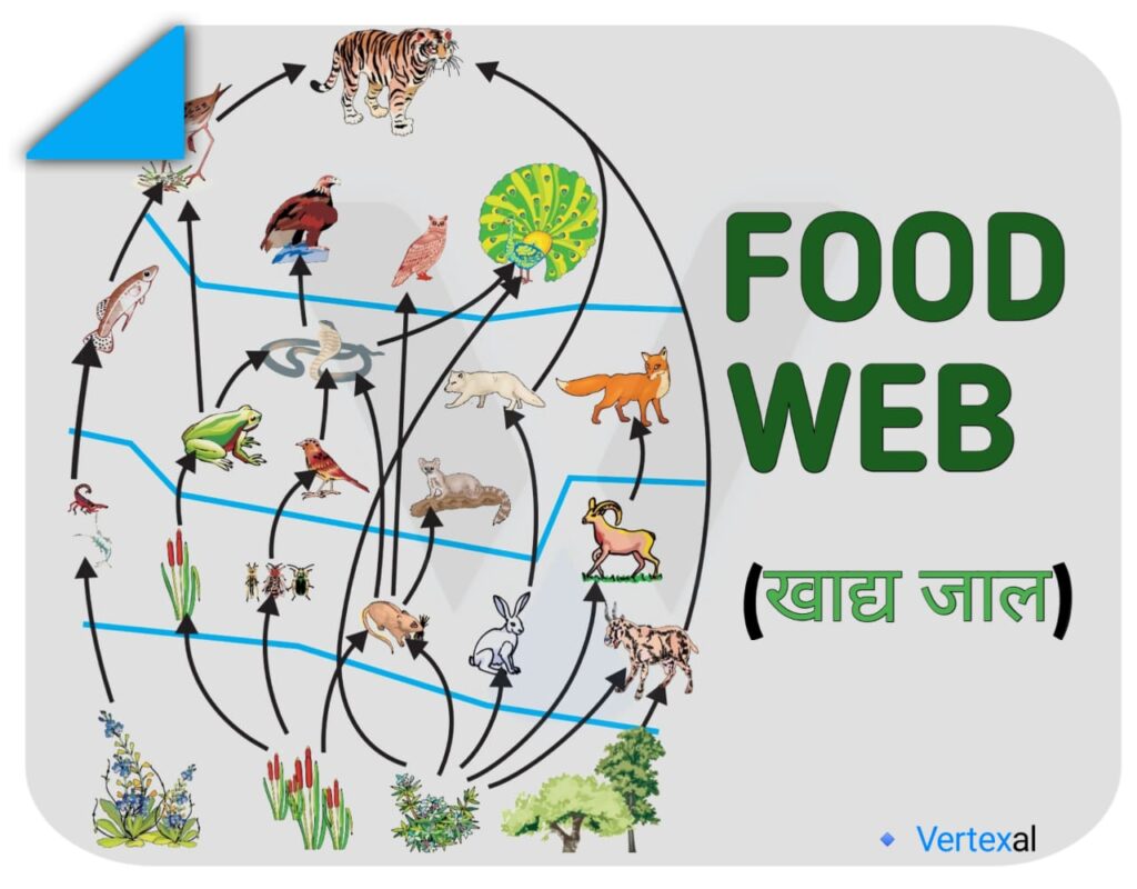 what-is-food-web-in-hindi